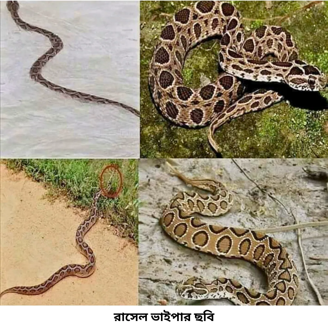 রাসেল ভাইপার ছবি ১