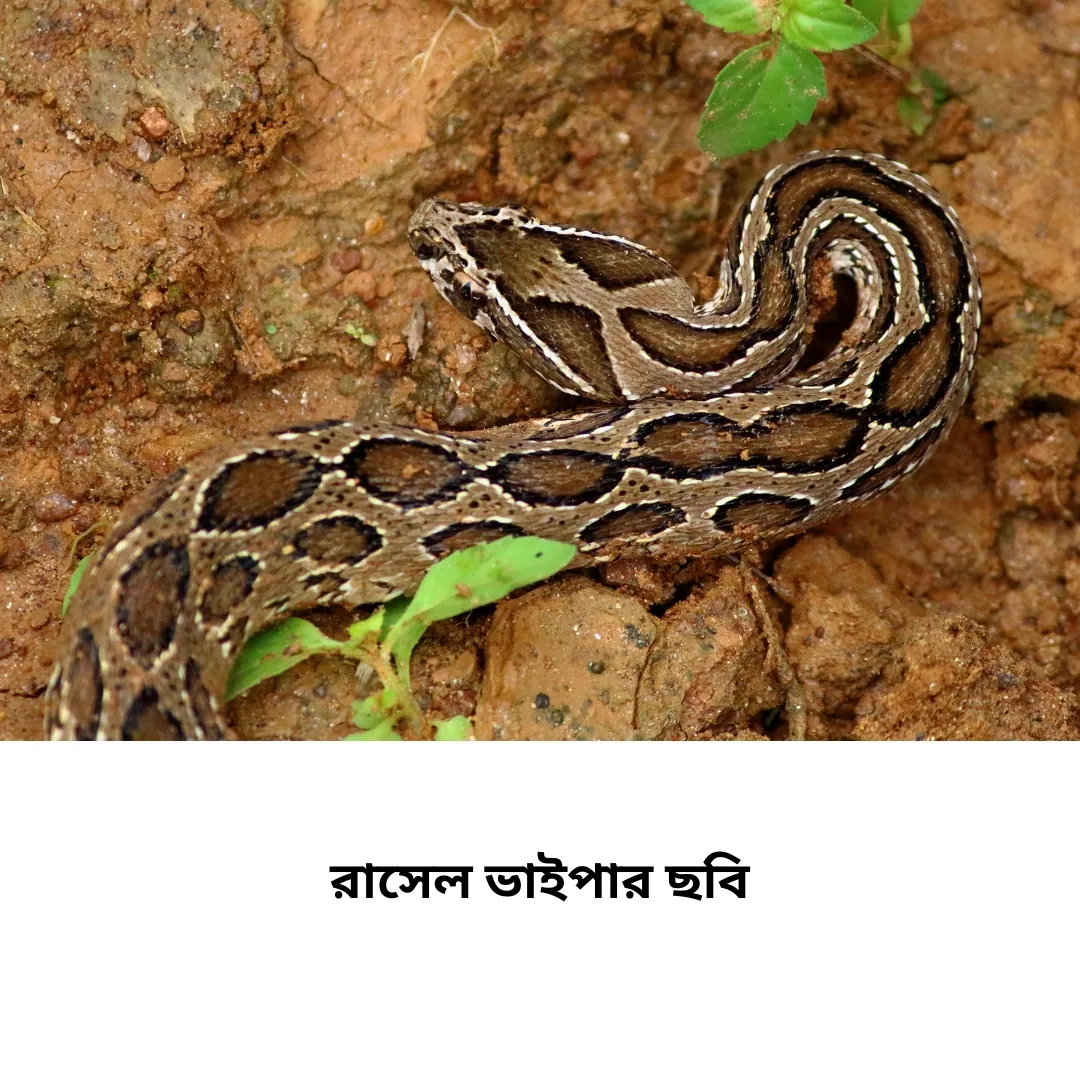 রাসেল ভাইপার ছবি ২