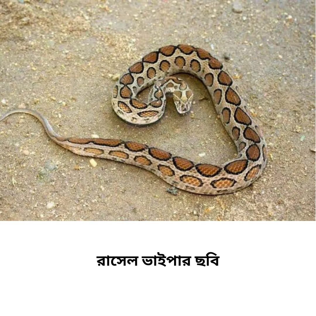 রাসেল ভাইপার ছবি ৫