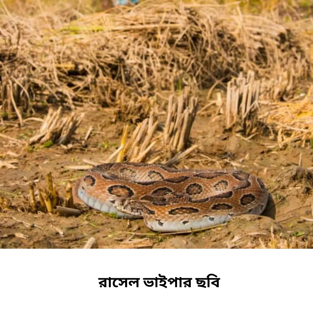 রাসেল ভাইপার ছবি ৬