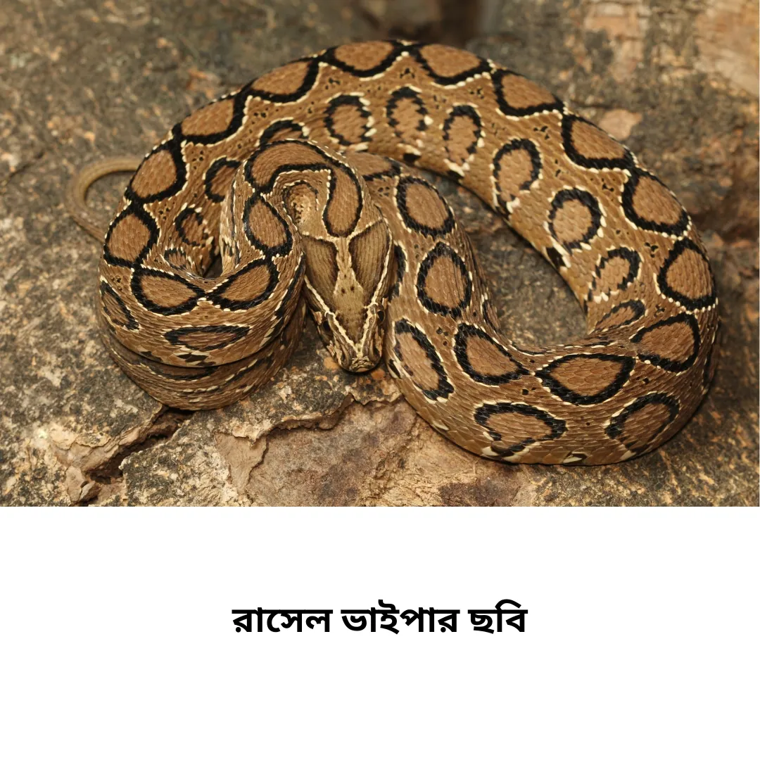 রাসেল ভাইপার ছবি