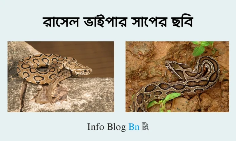 রাসেল ভাইপার সাপের ছবি